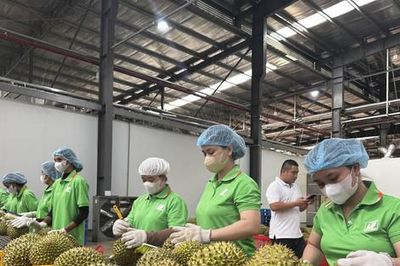 Sầu riêng tăng nhanh, chuyển từ mở rộng diện tích sang nâng chất lượng