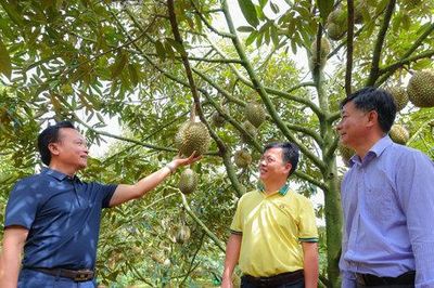 Tháo gỡ 'điểm nghẽn', phát triển bền vững ngành hàng sầu riêng