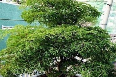 Muốn gia đạo yên ấm, tiền tài không thất thoát, đặt ngay cây đinh lăng ở vị trí này