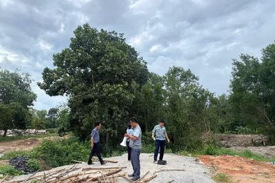 Thanh tra chỉ ra hàng trăm ha đất rừng tại Phú Quốc bị lấn chiếm