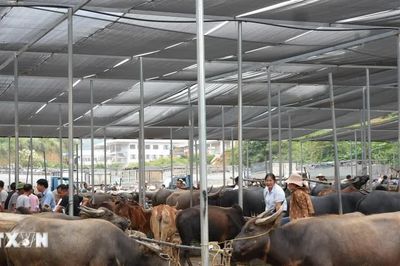 Cao Bằng đặc sắc chợ phiên vùng cao ở Chợ trâu Trà Lĩnh