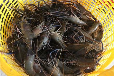 Nâng cao giá trị tôm càng xanh thông qua xuất khẩu