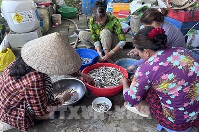 Mùa nước nổi về Đồng Tháp: Ấm no nhờ cá linh non