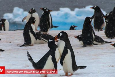 Lời cầu hôn bằng đá cuội: Nghi thức tình yêu ngọt ngào của chim cánh cụt
