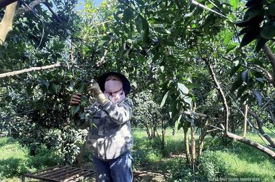 Vân Du phát huy lợi thế trồng cây ăn quả