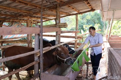 Chủ động phòng dịch, bảo vệ đàn vật nuôi
