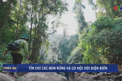 Tín chỉ các-bon rừng và cơ hội với Điện Biên