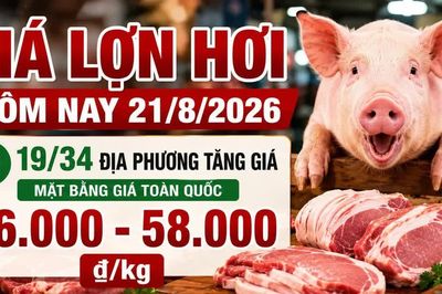 Giá lợn hơi hôm nay 21/8/2026 tăng tiếp, mức 55.000 đồng/kg biến mất
