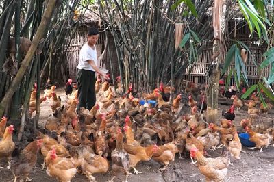 Trao sinh kế, tạo động lực giảm nghèo bền vững