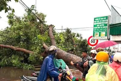 Đắk Lắk: Cây xanh bật gốc đè trúng người đi xe máy, nam thanh niên tử vong