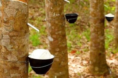 Ngày 21/8: Giá cao su thế giới đồng loạt tăng, trong nước ổn định