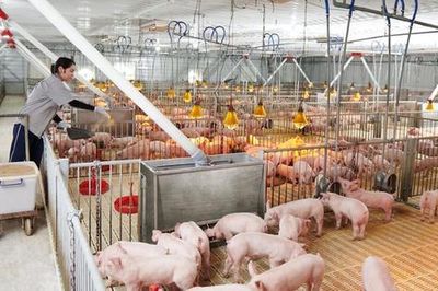 Lợi nhuận các 'ông lớn' chăn nuôi bốc hơi 40% do giá heo suy yếu