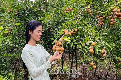 Theo hương nhãn về đất giồng