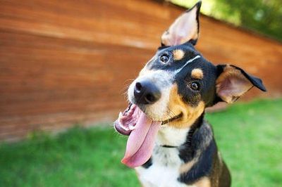 Tại sao loài chó hay nghiêng đầu khi nghe ngóng?