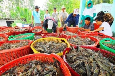 Xuất khẩu tôm gần 2,8 tỷ USD: Doanh nghiệp xoay trục trước sức ép thị trường