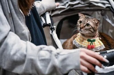 Phát hiện ra cách mèo nhận biết nhau qua mùi nước tiểu