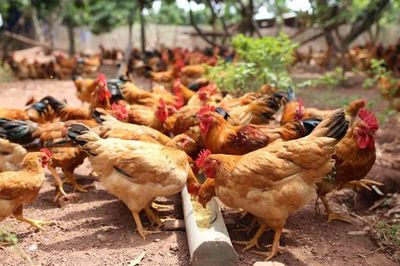 Tp. Huế chủ động phòng, chống dịch bệnh động vật, bảo vệ sức khỏe cộng đồng