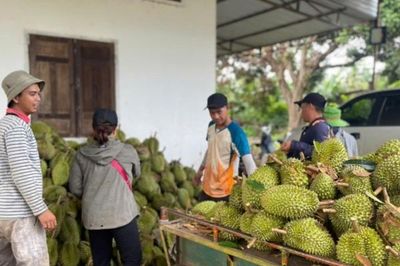 Đắk Lắk: Thêm gần 200 mã vùng trồng và đóng gói sầu riêng xuất khẩu chính ngạch