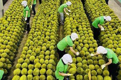 Gỡ 'điểm nghẽn' ngành hàng sầu riêng hướng tới xuất khẩu bền vững và chất lượng