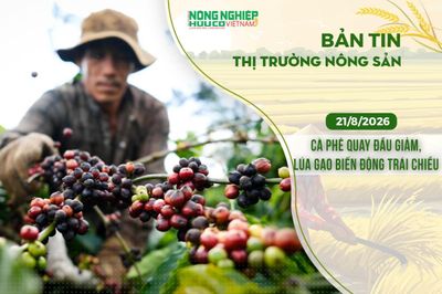 Thị trường nông sản 21/8/2026: Cà phê quay đầu giảm, lúa gạo biến động trái chiều
