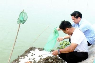 Xã Ứng Hòa thử nghiệm nuôi cua cà ra, nâng giá trị vùng trũng