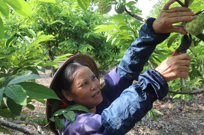 Ninh Bình: Cây na 'đánh thức' vùng đất đá khô cằn