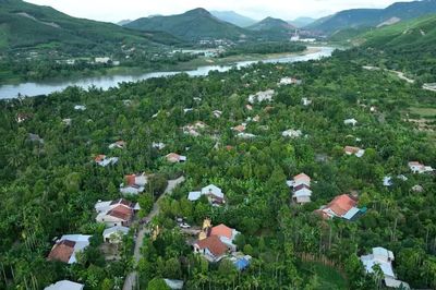Làng trái cây bên dòng Thu Bồn vào mùa thu hoạch