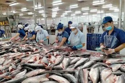 [SPOTLIGHT] Thuế chống bán phá giá của Bộ Thương mại Mỹ tăng mạnh, cá tra Việt lao đao