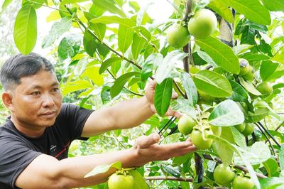 Người đàn ông Cần Thơ trồng hồng ruột nâu lạ mắt, thu 700 triệu đồng/năm