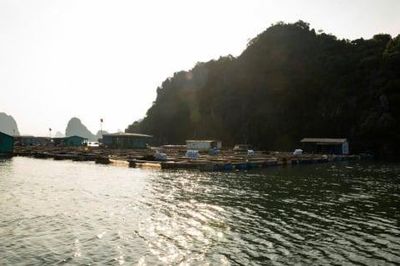 Quảng Ninh xây dựng Đề án Làng Hợp tác xã nuôi biển hiện đại kiểu mẫu cấp tỉnh