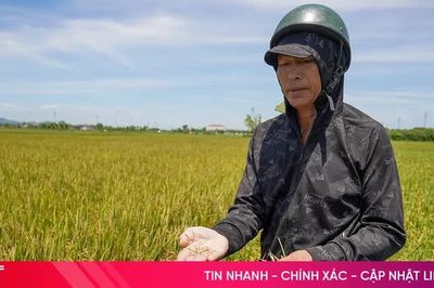 Nhiều diện tích lúa hè thu chín vàng nhưng hạt lép, nguy cơ mất trắng