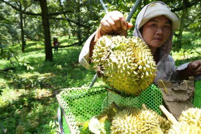 Truy xuất nguồn gốc nông sản Việt: Gần 49.000 sản phẩm được cập nhật dữ liệu