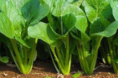 Top 3 loại rau giúp bữa ăn nhẹ bụng nhưng vẫn giàu dinh dưỡng