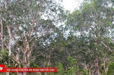 Nhiều hạn chế trong quản lý đất rừng tại Phú Quốc