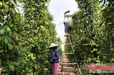 Vai trò của quản lý nhà nước trong vận hành sàn giao dịch carbon