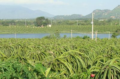 Chủ động thích ứng, giữ màu xanh trên vùng đất phía Đông