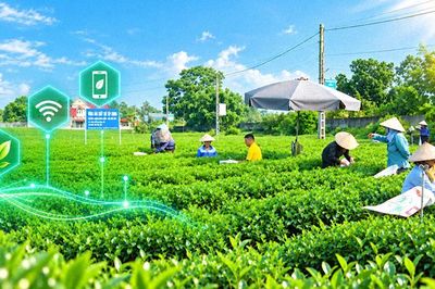 Chè Thái Nguyên trên hành trình số hóa