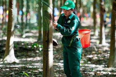 Ngày 22/8: Giá cao su thế giới tiếp đà tăng