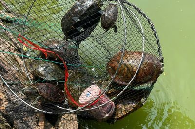 Cảnh báo phóng sinh động vật ngoại lai xuống hồ Hoàn Kiếm