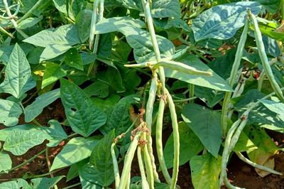 Cây đậu đũa cũng biết 'gọi cứu viện' để ong tiêu diệt sâu hại