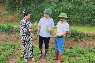 Trồng thạch đen trên ruộng, hướng đi mới nâng cao giá trị cây đặc sản