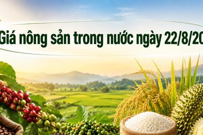 Nông sản ngày 22/8: Sầu riêng giữ giá vùng cao, cà phê tăng nhẹ
