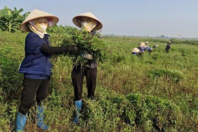 Xã Phú Xuyên: Nhanh chóng thu hoạch cây dược liệu, phòng ngừa thiên tai