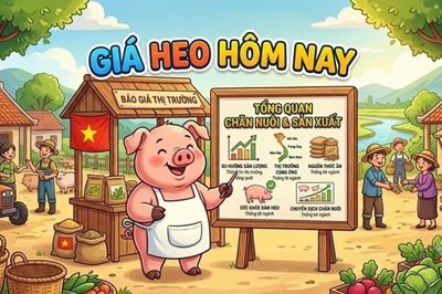 Giá heo hơi hôm nay 23/8: Cuối tuần tăng nhẹ, dao động trong vùng giá 56.000 - 58.000 đồng/kg