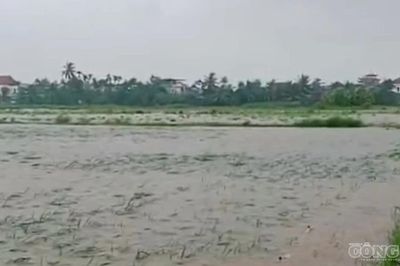 Hải Phòng: 5.000 ha diện tích sản xuất nông nghiệp bị ngập trong nước