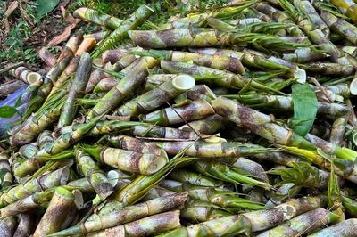 Sản vật chui lên từ lòng đất ở miền Bắc, ăn giòn ngọt, chế biến được đủ món ngon