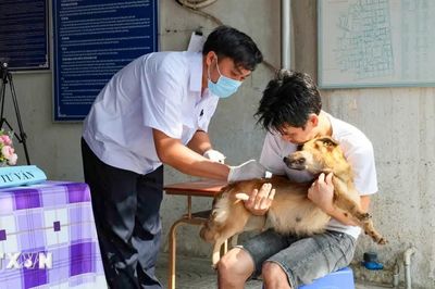 Bộ Y tế: Tăng cường giám sát, hạn chế thấp nhất ca tử vong do bệnh dại
