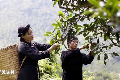 Đánh thức giá trị chè Shan tuyết cổ thụ Đồng Phúc