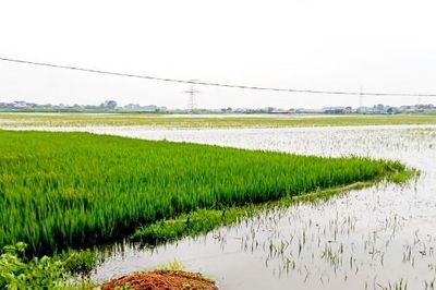 Bắc Ninh: Mưa lũ khiến 80 hộ dân phải di dời, hơn 1.690 ha diện tích lúa, hoa màu bị ngập