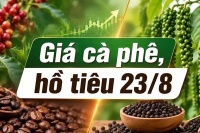 Giá cà phê, hồ tiêu hôm nay 23/8: Thị trường đồng loạt đi ngang